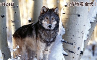 雪地黄金犬,雪地黄金犬国语免费观看完整版