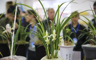 今年有花花卡吗花花翡翠知识点