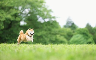 泡芙破解版无限次数,抖音泡芙短视频app