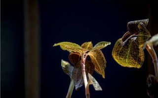 金耳环植物珍贵药材金耳环草药价格