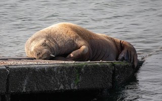 海象翡翠知识分享的简单介绍