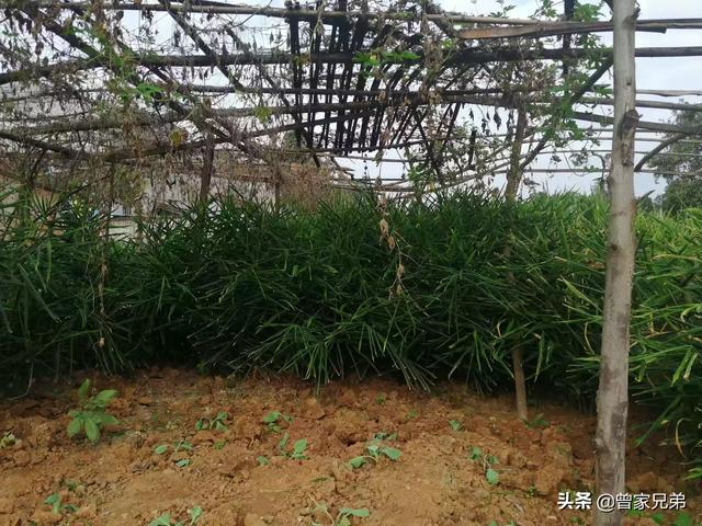 树荫下适合种植什么？有经济效益的，或者适合养殖什么？-第4张图片-翡翠网