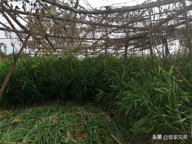 树荫下适合种植什么？有经济效益的，或者适合养殖什么？-第1张图片-翡翠网