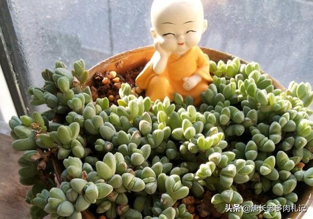 多肉植物碧玉莲怎么种植才服盆？-第4张图片-翡翠网