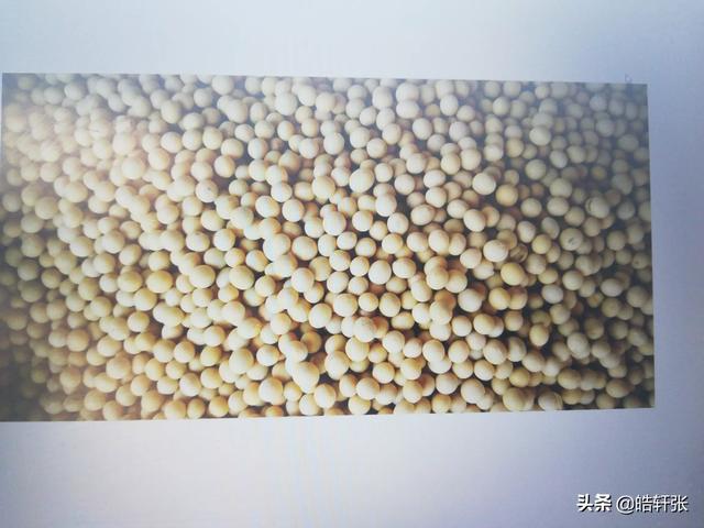 大豆都有什么品种？-第5张图片-翡翠网