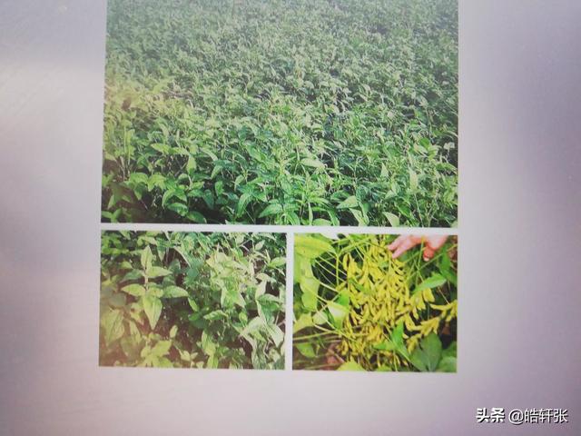 大豆都有什么品种？-第6张图片-翡翠网