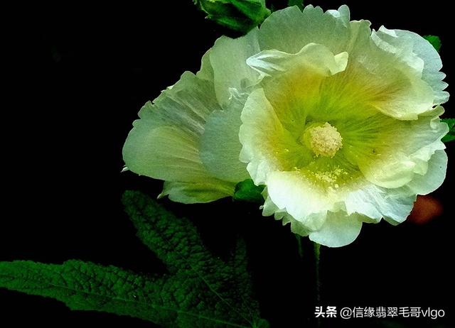 翡翠手镯芙蓉底照片,翡翠手镯芙蓉种白底-第1张图片-翡翠网