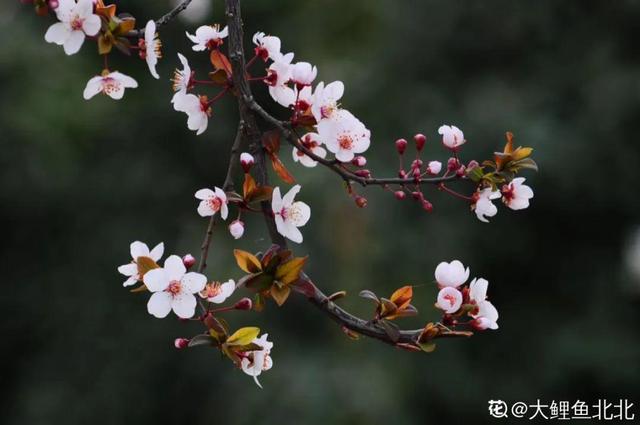 木棉花翡翠价格表,木棉花翡翠手镯-第3张图片-翡翠网