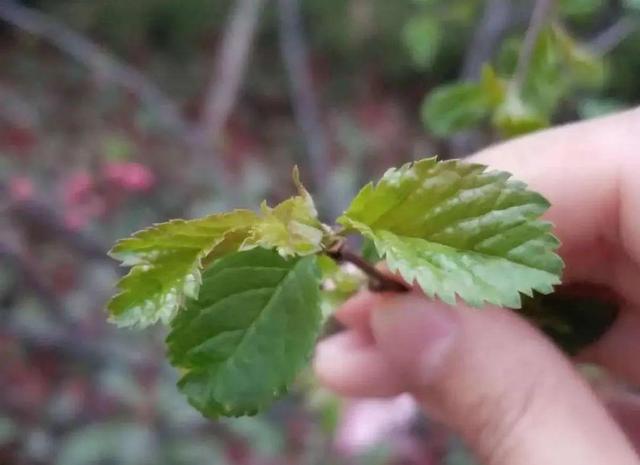 木棉花翡翠价格表,木棉花翡翠手镯-第18张图片-翡翠网