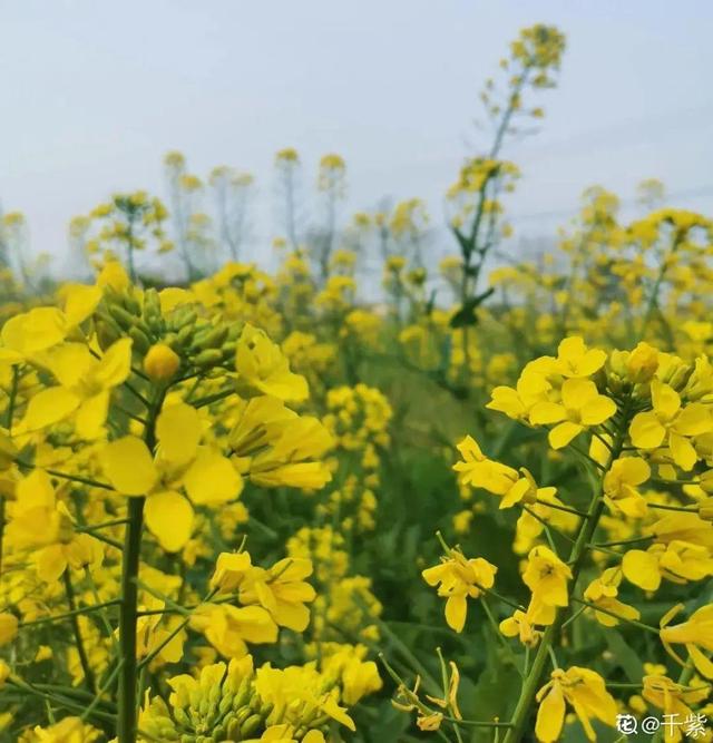 木棉花翡翠价格表,木棉花翡翠手镯-第23张图片-翡翠网