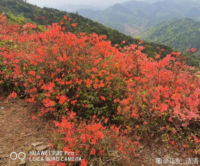 木棉花翡翠价格表,木棉花翡翠手镯-第38张图片-翡翠网