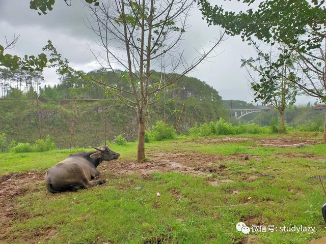 武隆玉石翡翠原石的简单介绍-第6张图片-翡翠网