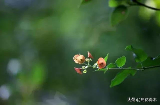 翡翠飘花手镯花多好还是花少好,玉是纯色好还是飘花好-第3张图片-翡翠网