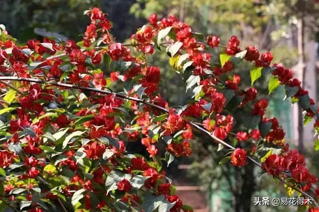 翡翠飘花手镯花多好还是花少好,玉是纯色好还是飘花好-第12张图片-翡翠网