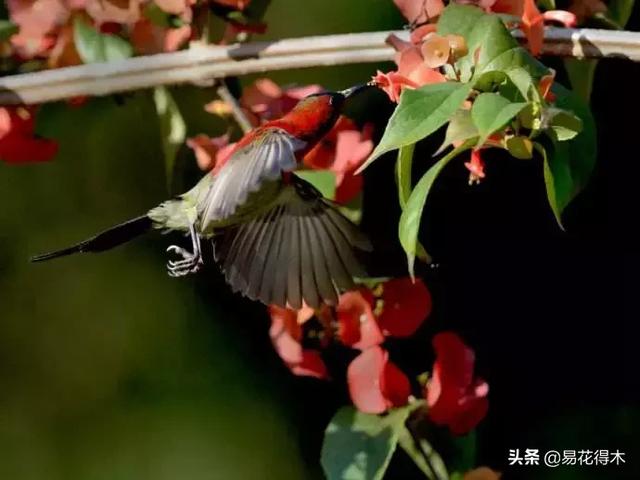 翡翠飘花手镯花多好还是花少好,玉是纯色好还是飘花好-第15张图片-翡翠网