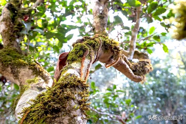 中茶普洱翡翠白菜价格,云南七子饼茶普洱熟茶357克价格-第2张图片-翡翠网