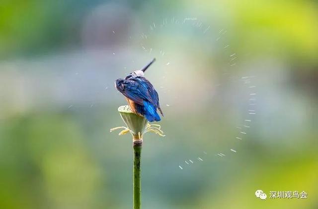 蓝翡翠知识蓝底翡翠图片-第5张图片-翡翠网