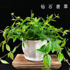 钻石翡翠绿植钻石翡翠植物价格-第2张图片-翡翠网