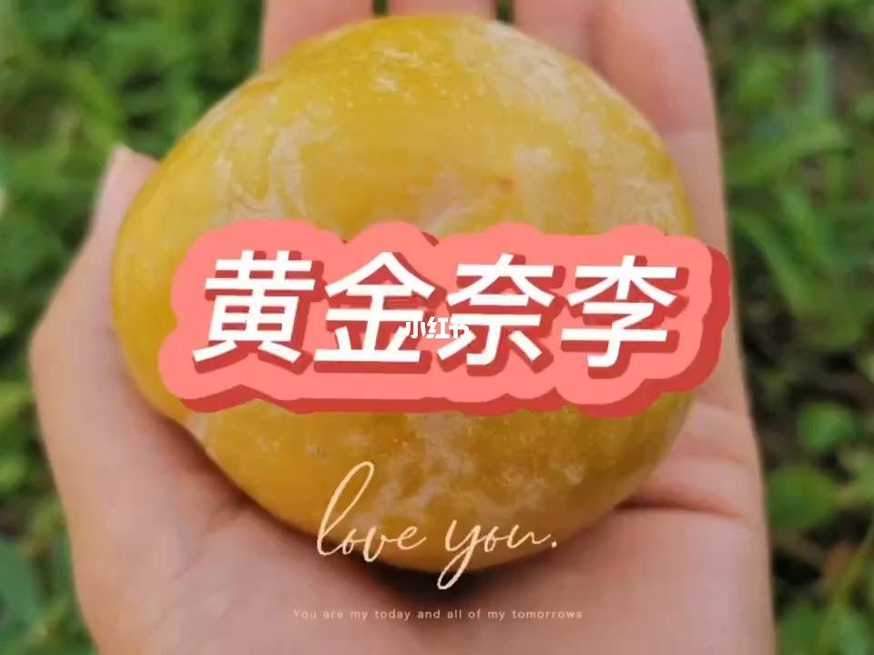 九峰山黄金奈李黄金奈李-第1张图片-翡翠网