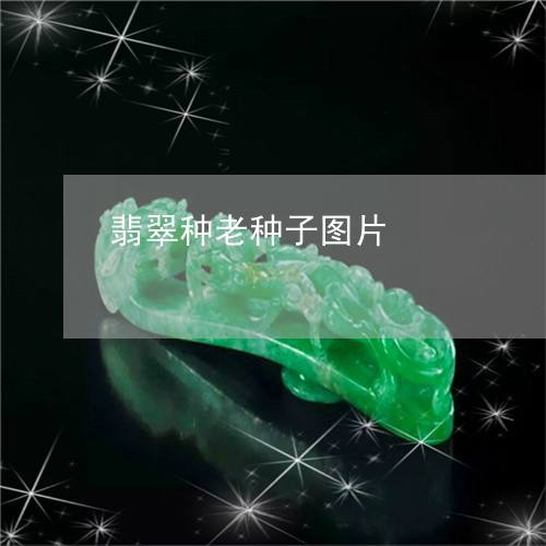 翡翠种子基础知识翡翠种子基础知识图片-第1张图片-翡翠网