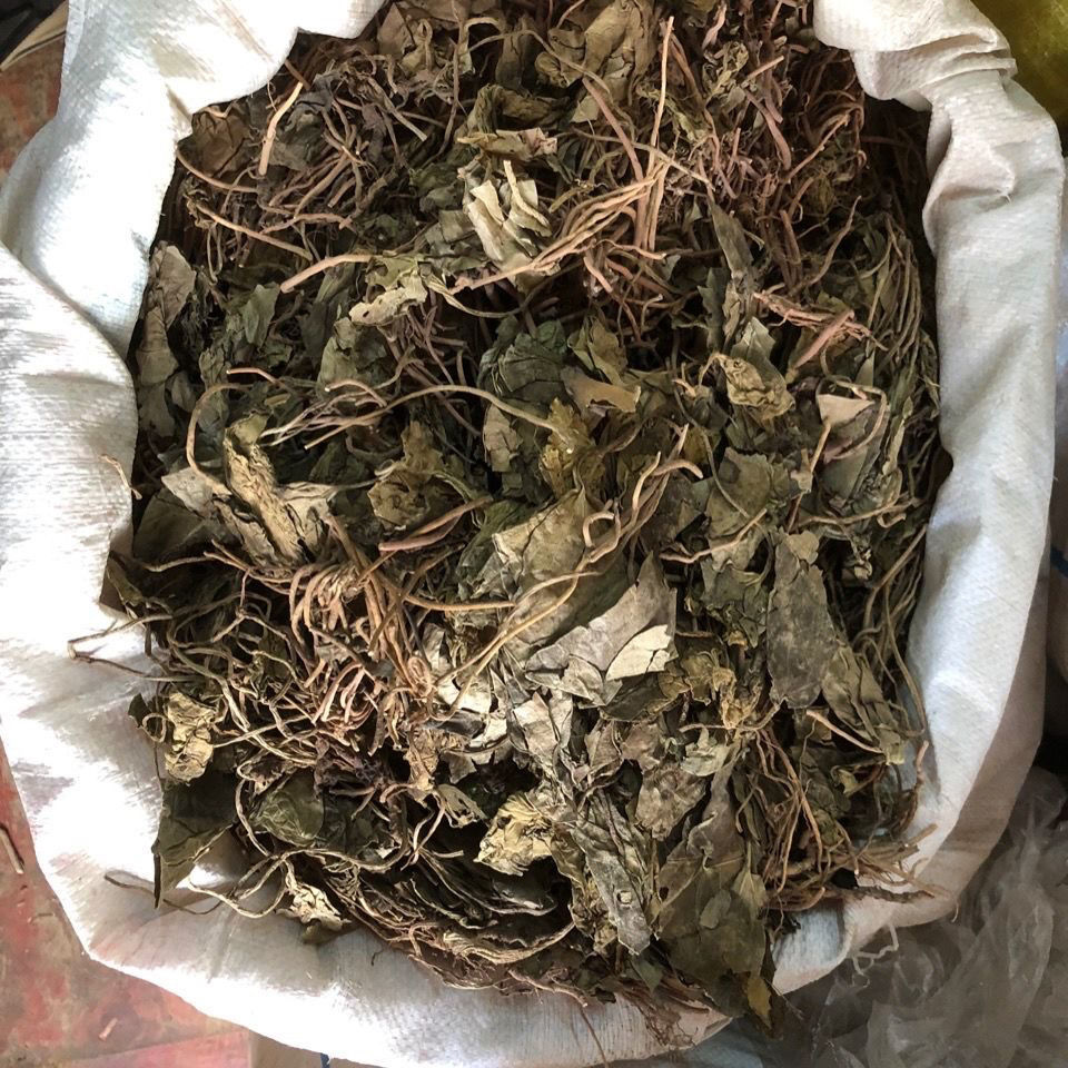 土金耳环草药真实图片金耳环草药长什么样子的-第2张图片-翡翠网