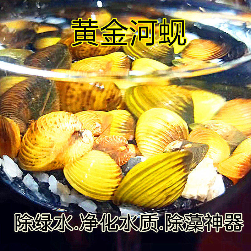 黄金蚬有寄生虫吗,黄金蚬-第2张图片-翡翠网