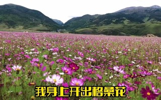 抖音最火歌曲格桑花谁唱得最好听,电视剧狂飙抖音最火歌曲格桑花谁唱得最好听