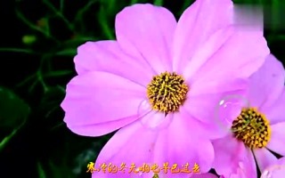 抖音最火歌曲什么花抖音最火歌曲什么花的歌