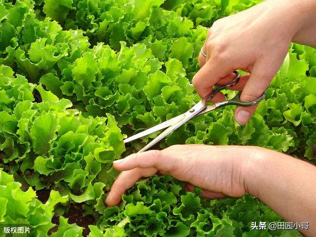 玻璃生菜有什么种植技巧？-第1张图片-翡翠网