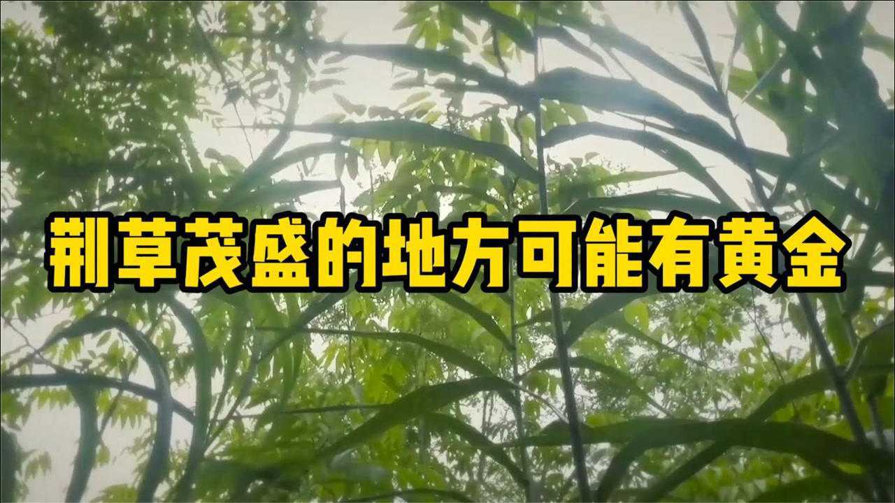 荆草生长的地方是有黄金吗,荆草生长的地方有金子是真的嘛-第1张图片-翡翠网