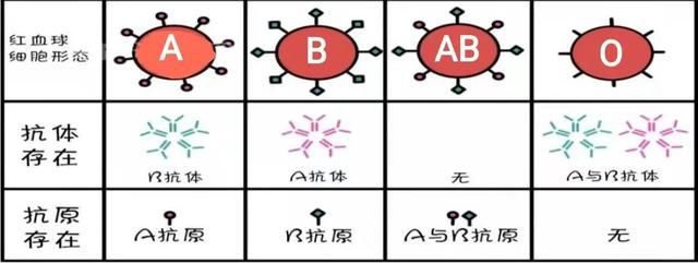 全球罕见黄金血型一,全球罕见黄金血型-第2张图片-翡翠网