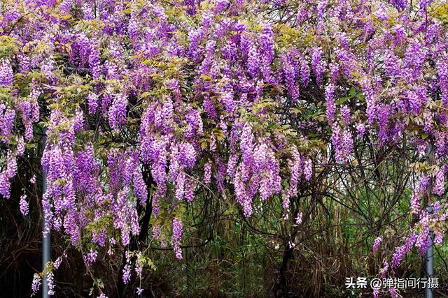 翡翠有几种伴生矿,九寨沟翡翠矿场原石-第10张图片-翡翠网