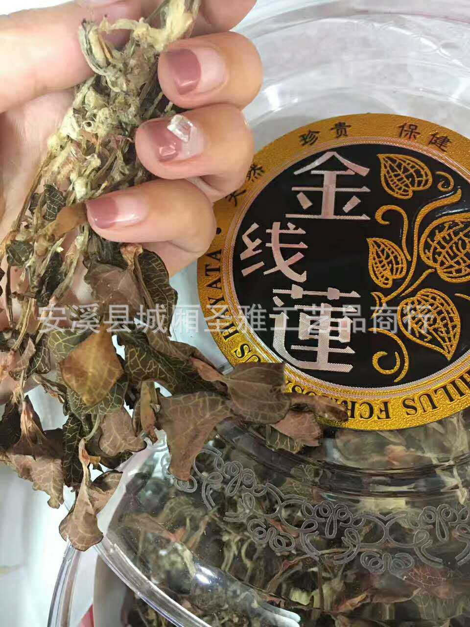 金耳环草的图片欣赏大全,金耳环草的图片欣赏-第2张图片-翡翠网