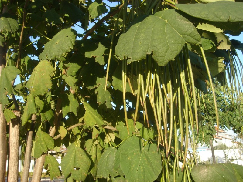 黄金树植物,黄金树-第1张图片-翡翠网